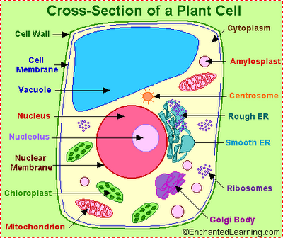 labeled plant cell 3d